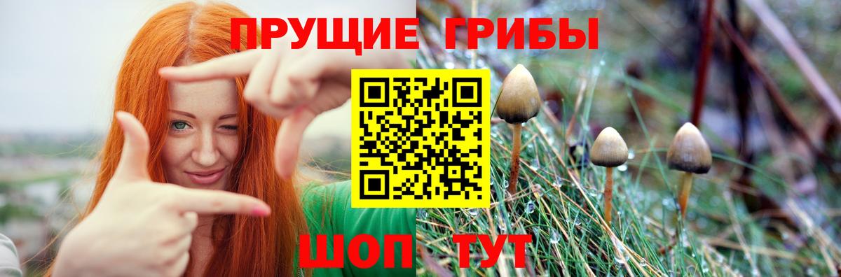 Брянск  Псилоцибиновые грибы MAGIC MUSHROOMS  Вход с VPN 